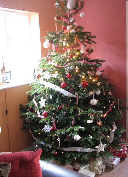 vánoční strom - jedle