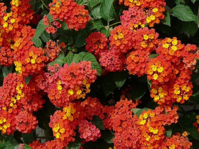 Lantana ( foto: hans )